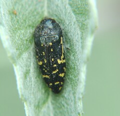 Acmaeodera flavopicta