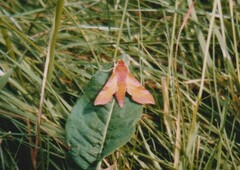 Deilephila porcellus