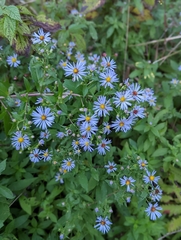 Symphyotrichum puniceum