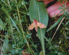 Deilephila porcellus