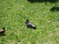Columba livia domestica
