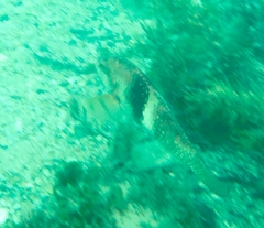Notolabrus tetricus