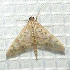 Mimorista subcostalis