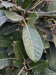 Ficus luschnathiana