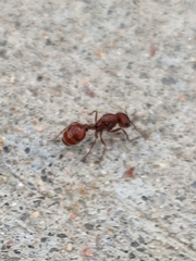 Pogonomyrmex occidentalis