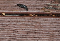 Limax maximus