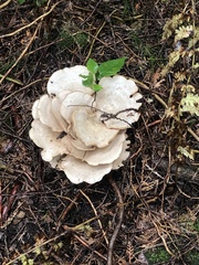 Bondarzewia berkeleyi