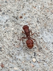 Pogonomyrmex occidentalis