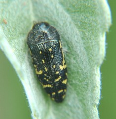 Acmaeodera flavopicta