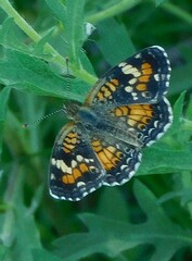 Phyciodes phaon phaon
