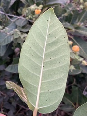 Ficus luschnathiana