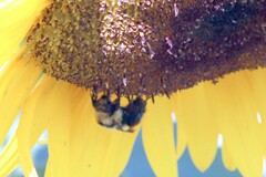 Bombus huntii