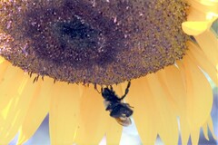 Bombus huntii