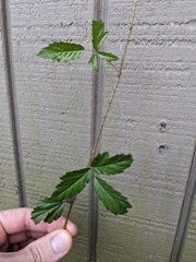 Rubus pensilvanicus