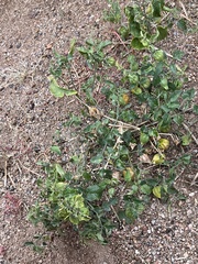 Physalis hederifolia