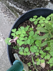 Oxalis corniculata
