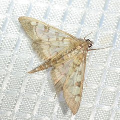Mimorista subcostalis