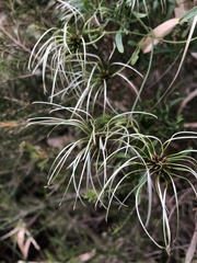 Clematis microphylla