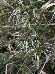 Clematis microphylla