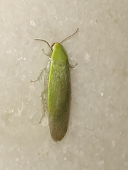 Panchlora