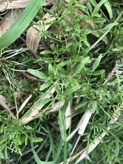 Clematis microphylla