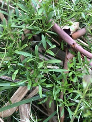 Clematis microphylla