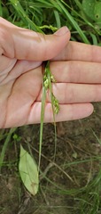 Carex davisii