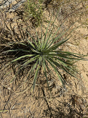 Yucca glauca