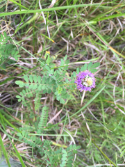 Dalea foliosa