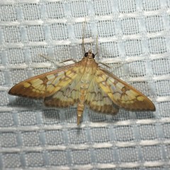 Mimorista subcostalis
