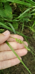 Carex davisii