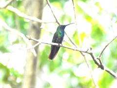 Anthracothorax prevostii