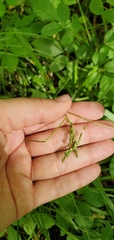 Carex davisii