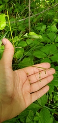 Carex davisii
