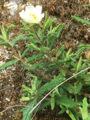 Cistus psilosepalus