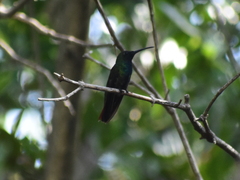 Anthracothorax prevostii