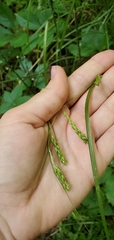 Carex davisii