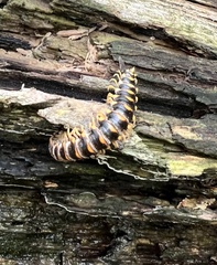 Arthrophaga myriapodina