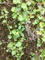 Hesperocodon hederaceus