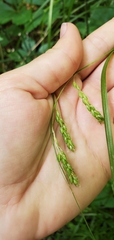 Carex davisii