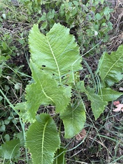 Parthenium integrifolium