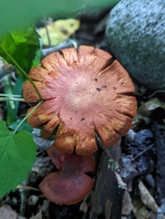 Cortinarius semisanguineus