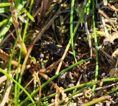 Gryllus pennsylvanicus