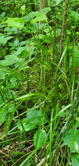 Carex davisii