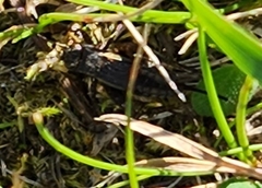 Gryllus pennsylvanicus