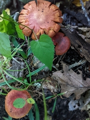 Cortinarius semisanguineus