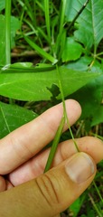 Carex davisii