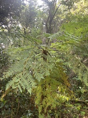 Cyatheaceae