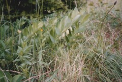 Polygonatum odoratum