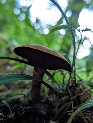 Cortinarius semisanguineus
